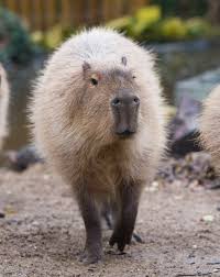 capybaraphoto