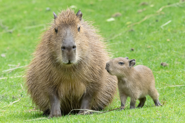 capybarafamily